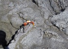 Sally light foot crab  Sally light foot crab